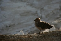 Skua